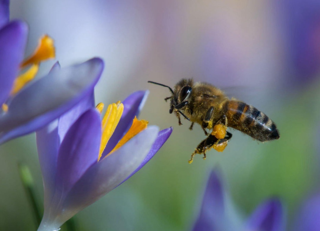 Bee Pollen